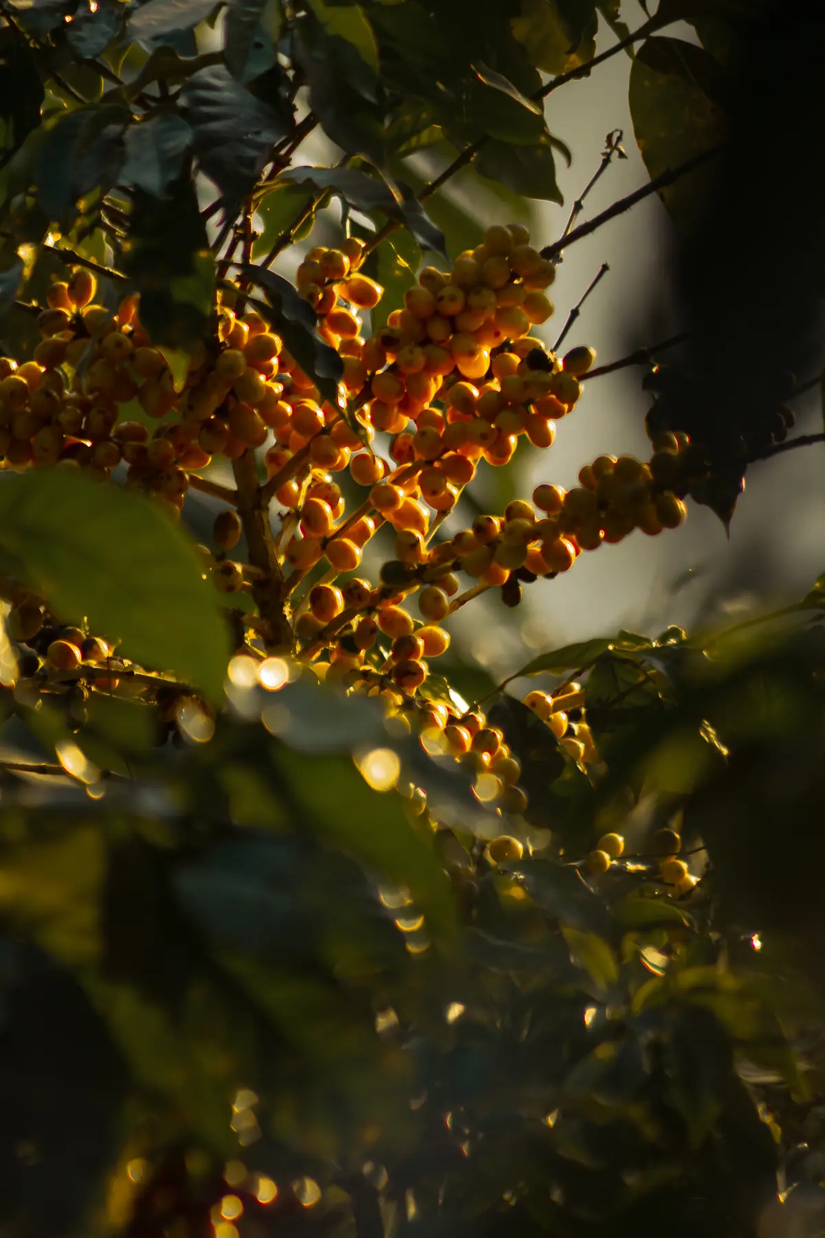Frutos de café creciendo bajo sombra en Finca El Jocote