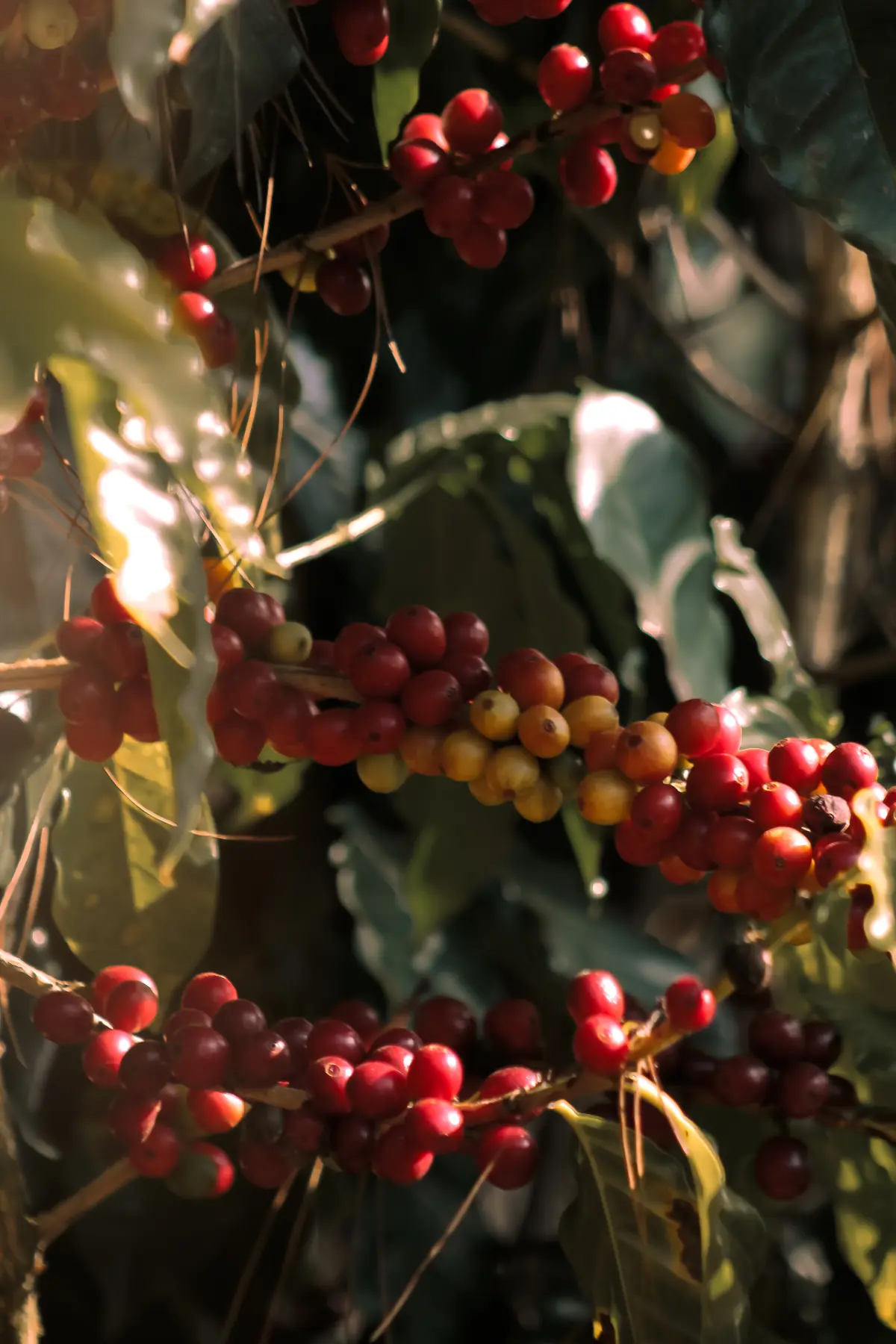 Cerezas de café madurando en la rama