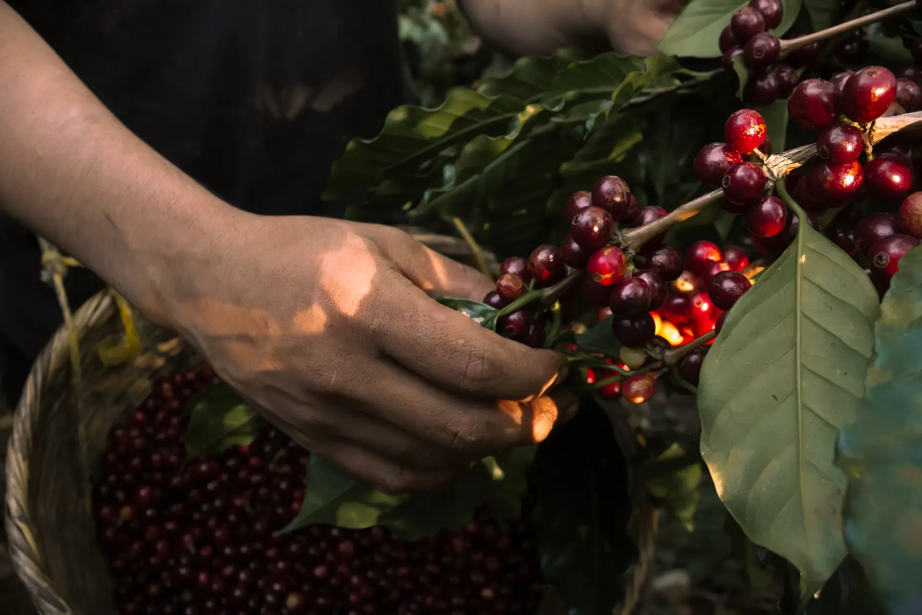 Selección manual de cerezas maduras en Finca El Jocote