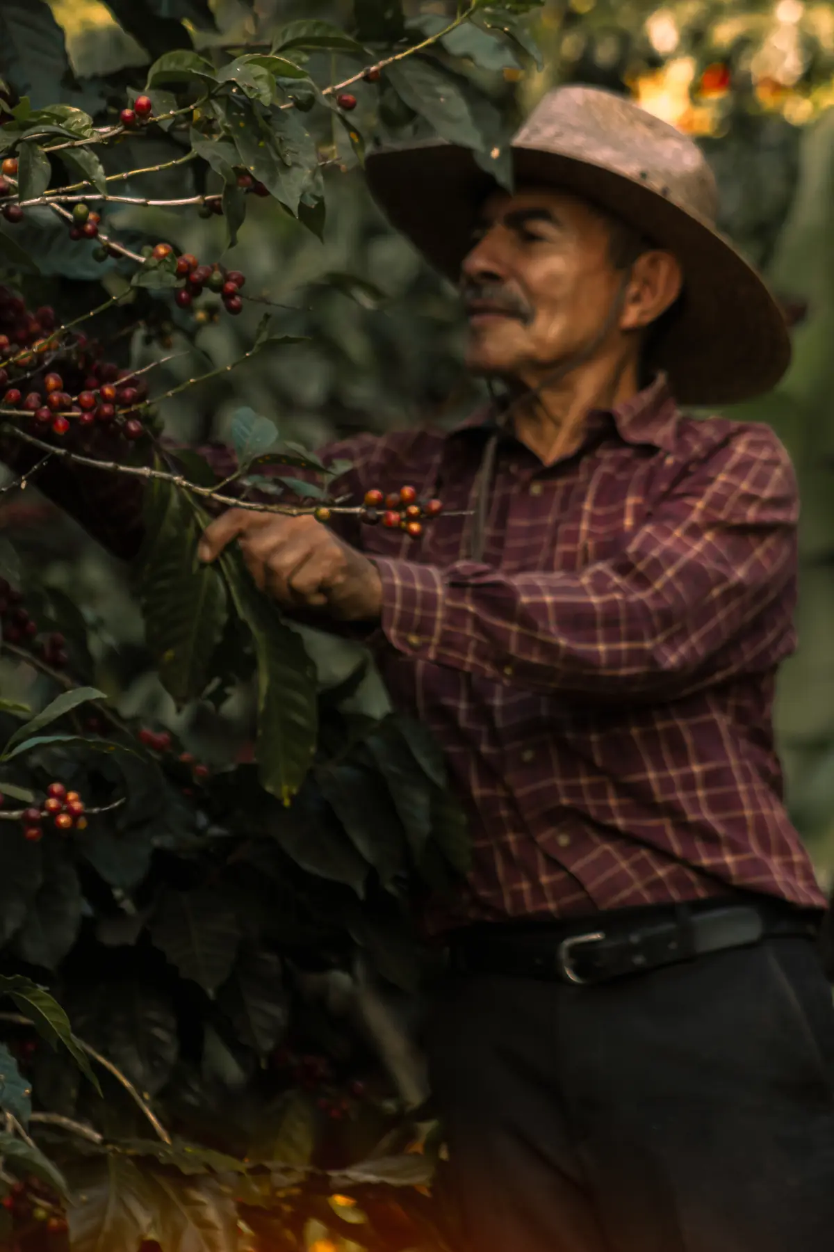 Persona recolectando café entre las plantas