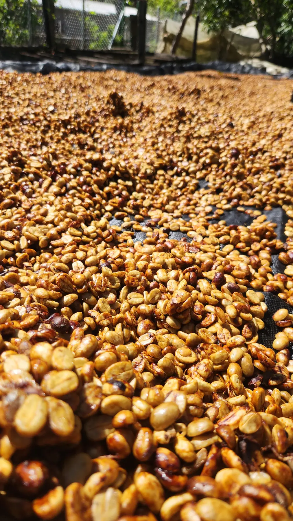 Granos de café extendidos durante el proceso honey