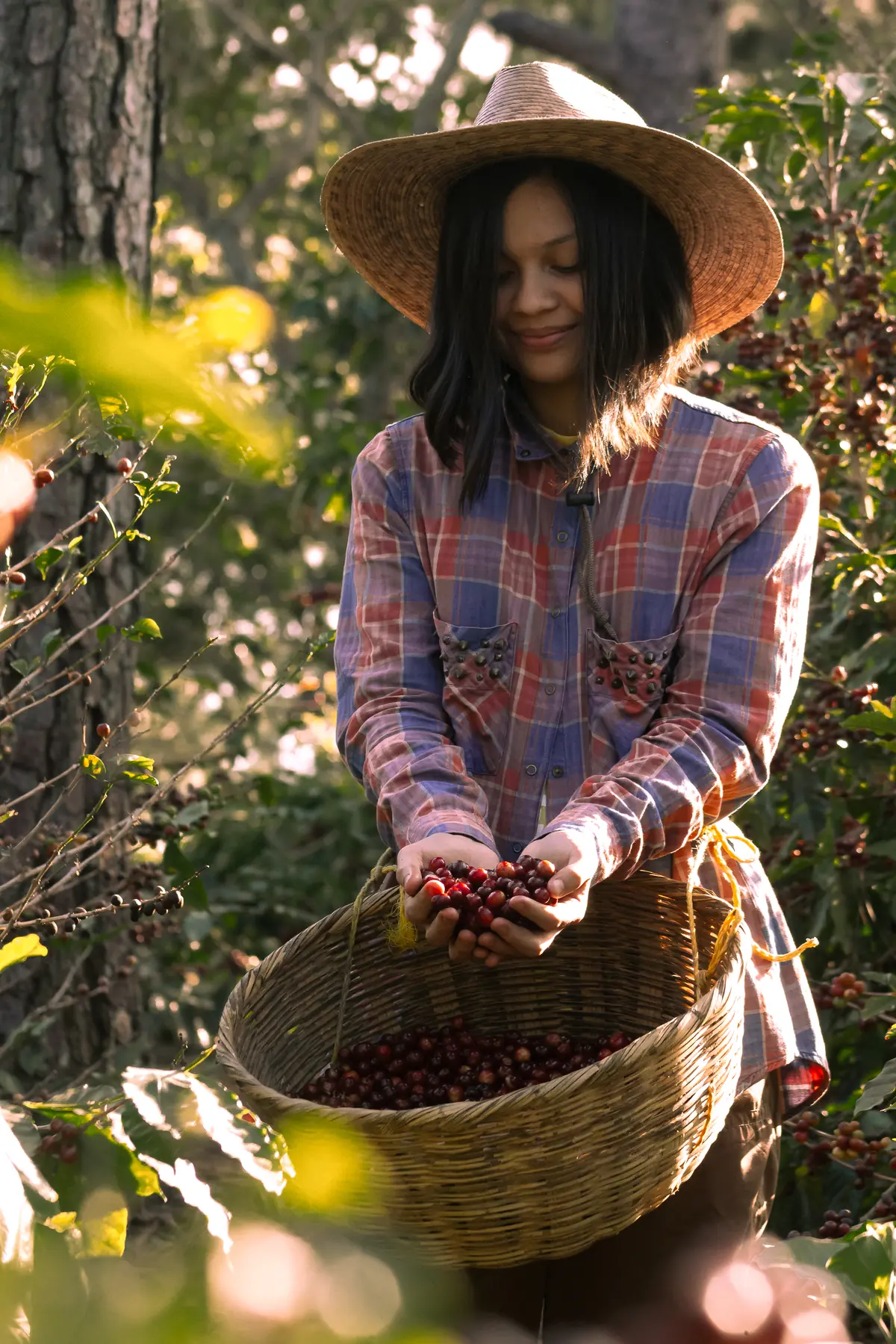 Recolectora mostrando cerezas de café recién cortadas